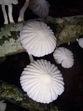 Marasmiellus volvatus image