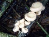 Cookeina tricholoma image