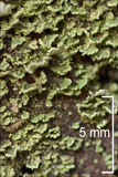 Cladonia coniocraea image