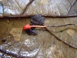 Ophiocordyceps australis image
