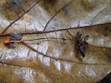 Ophiocordyceps australis image