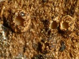 Karstenia idaei image