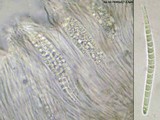 Karstenia idaei image