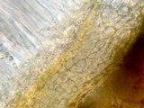 Karstenia idaei image
