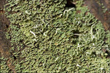Cladonia coniocraea image