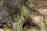 Cladonia coniocraea image