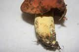 Boletus subluridellus image