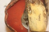 Boletus subluridellus image