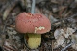 Boletus miniatopallescens image