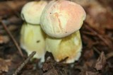 Boletus miniatopallescens image