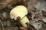 Boletus miniatopallescens image