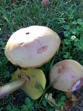 Boletus rubellus image