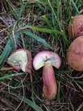 Boletus rubellus image