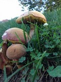 Boletus rubellus image
