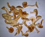 Hydnum oregonense image