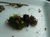 Pustularia patavina image