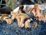 Encoelia heteromera image