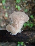 Pleurotus djamor image