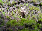 Cotylidia undulata image