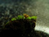 Cotylidia undulata image