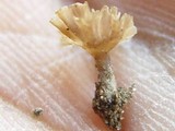 Cotylidia undulata image