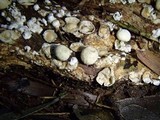 Lycogalopsis solmsii image
