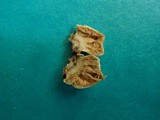 Lycogalopsis solmsii image