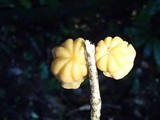 Marasmius pusio image