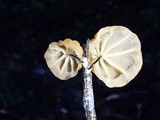 Marasmius pusio image