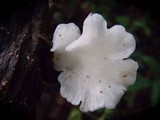 Pleurotus djamor image