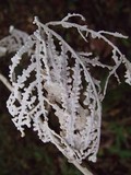 Brunneocorticium corynecarpon image