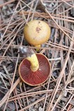 Cortinarius semisanguineus image
