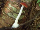 Leucopaxillus gracillimus image