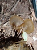 Polyporus guianensis image