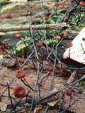 Marasmius ruforotula image