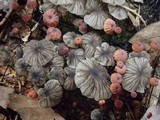 Marasmius ruforotula image