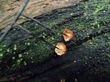Marasmius ruforotula image