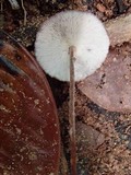 Gymnopus collybioides image
