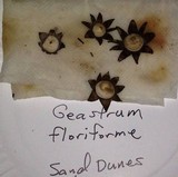 Geastrum floriforme image
