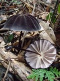 Marasmius amazonicus image