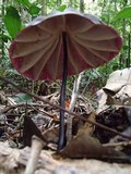 Marasmius amazonicus image