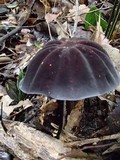 Marasmius amazonicus image