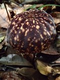 Marasmius amazonicus image