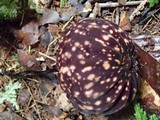 Marasmius amazonicus image