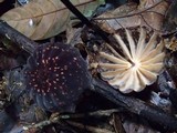 Marasmius amazonicus image