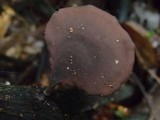 Polyporus dictyopus image
