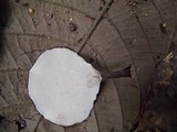 Polyporus dictyopus image