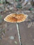 Amauroderma camerarium image