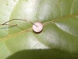 Marasmius hippiochaetes image