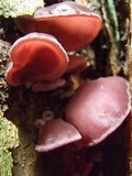 Auricularia fuscosuccinea image